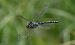 Aeshna juncea © Alessandro Francolini