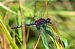Leucorrhinia dubia  - Alessandro Francolini