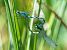 Coenagrion hastulatum  - Alessandro Francolini