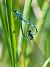 Coenagrion hastulatum © Alessandro Francolini