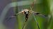 Libellula quadrimaculata  - Alessandro Francolini