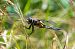 Libellula quadrimaculata  - Alessandro Francolini
