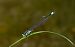 Ischnura elegans © Alessandro Francolini