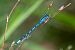 Enallagma cyathigerum  - Alessandro Francolini