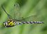 Aeshna cyanea © Alessandro Francolini