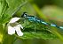 Coenagrion hastulatum © Alessandro Francolini