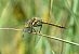 Sympetrum danae  - Alessandro Francolini