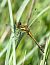 Sympetrum danae  - Alessandro Francolini