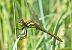Sympetrum danae  - Alessandro Francolini