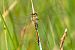 Sympetrum danae  - Alessandro Francolini