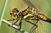 Sympetrum danae  - Alessandro Francolini