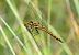 Sympetrum danae © Alessandro Francolini