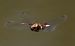 Libellula depressa © Alessandro Francolini