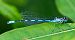Coenagrion hastulatum  - Alessandro Francolini