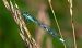 Coenagrion hastulatum  - Alessandro Francolini