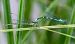 Coenagrion hastulatum  - Alessandro Francolini
