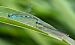 Coenagrion hastulatum  - Alessandro Francolini