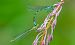 Coenagrion hastulatum  - Alessandro Francolini