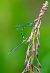 Coenagrion hastulatum © Alessandro Francolini