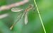 Lestes sponsa  - Alessandro Francolini
