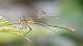 Lestes sponsa  - Alessandro Francolini