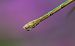 Lestes sponsa  - Alessandro Francolini
