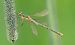 Lestes sponsa  - Alessandro Francolini