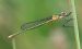 Lestes sponsa  - Alessandro Francolini
