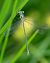 Lestes sponsa  - Alessandro Francolini
