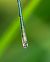 Lestes sponsa  - Alessandro Francolini