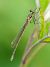 Lestes sponsa  - Alessandro Francolini