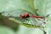 Sympetrum sanguineum © Alessandro Francolini