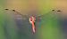 Sympetrum striolatum  - Alessandro Francolini