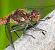 Sympetrum striolatum © Alessandro Francolini