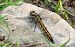 Orthetrum cancellatum  - Alessandro Francolini