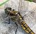 Orthetrum cancellatum  - Alessandro Francolini