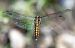 Orthetrum cancellatum  - Alessandro Francolini