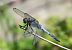 Orthetrum cancellatum  - Alessandro Francolini