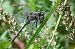 Orthetrum cancellatum © Alessandro Francolini