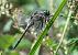 Orthetrum cancellatum © Alessandro Francolini