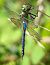 Anax imperator  - Alessandro Francolini