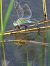 Anax imperator © Alessandro Francolini