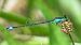 Ischnura elegans  - Alessandro Francolini