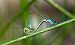 Ischnura elegans © Alessandro Francolini
