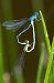 Erythromma lindenii © Alessandro Francolini