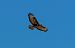 Poiana (Buteo buteo) © Alessandro Francolini