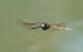 Anax napolitain (Anax parthenope) © Alessandro Francolini
