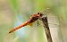 Crocothémis écarlate (Crocothemis erythraea) © Alessandro Francolini