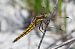 Orthetrum cancellatum  - Alessandro Francolini
