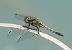 Black-tailed Skimmer (Orthetrum cancellatum) © Alessandro Francolini